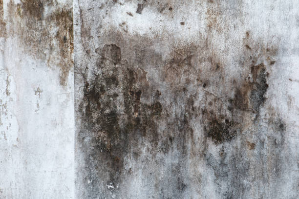  Brookville, IN Mold Removal Pros