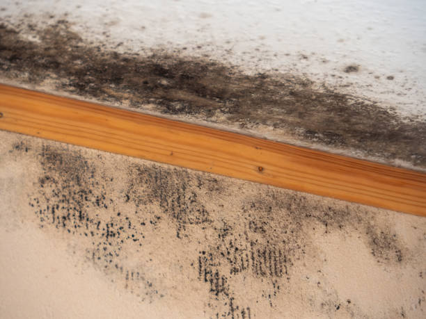 Reliable Brookville, IN Mold Removal Solutions
