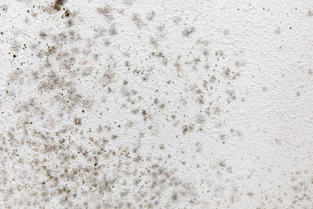 Environmental Consulting for Mold Prevention in Brookville, IN