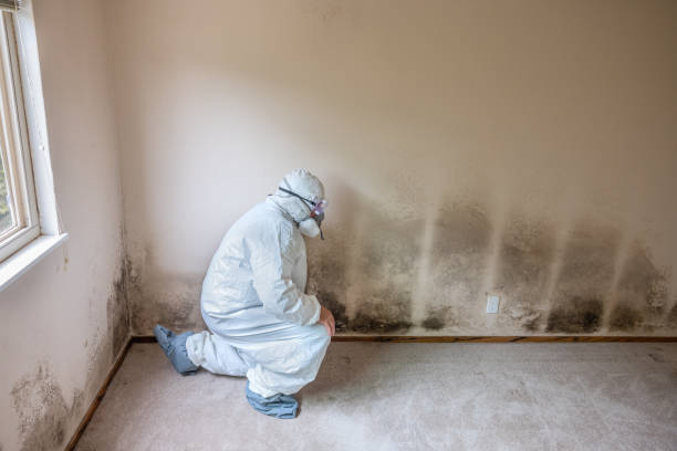 Best Residential Mold Inspection & Testing  in Brookville, IN